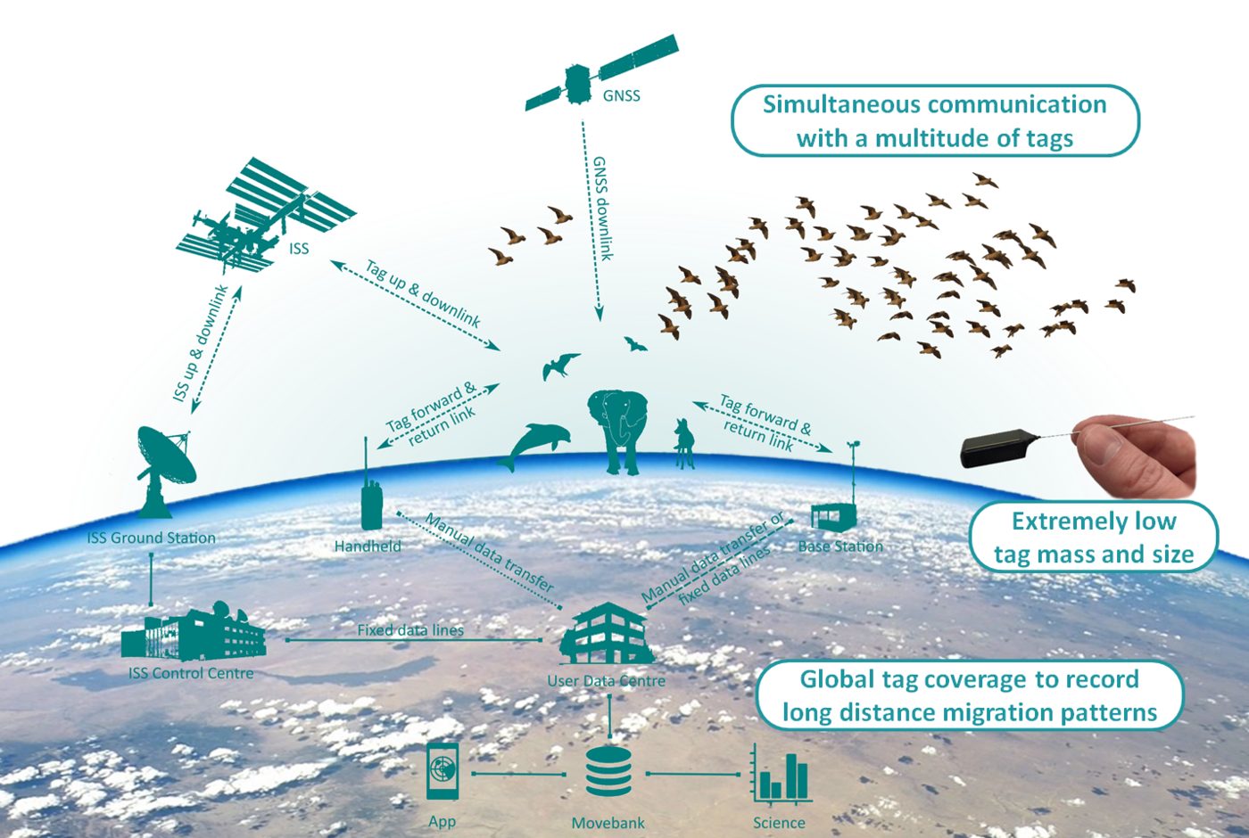 ICARUS: Tiersender kommunizieren über die Internationale Raumstation ISS mit Bodenstationen und Movebank